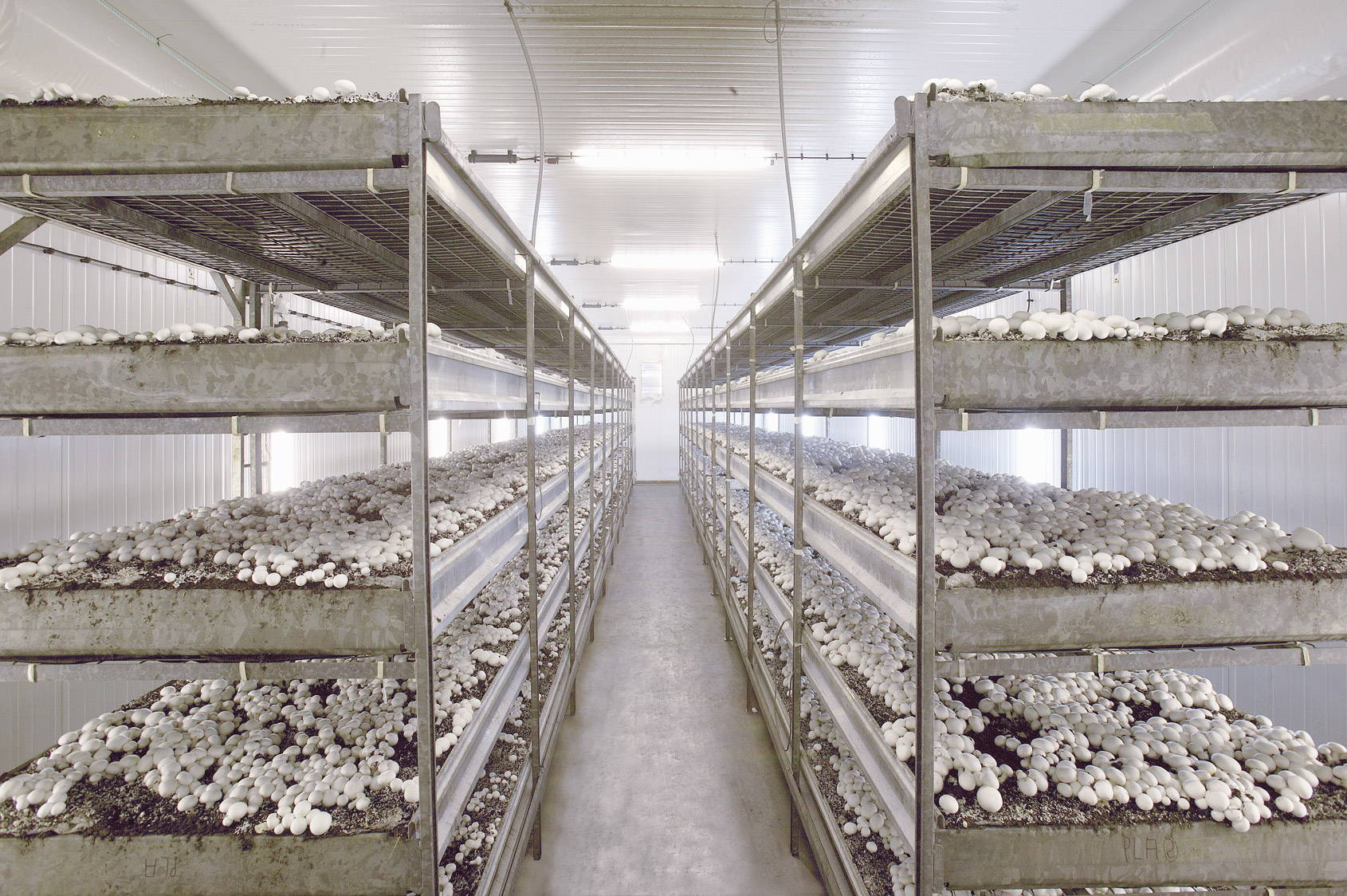 CORMO Terre de gobetage: Solution d’avenir pour l’industrie du champignon